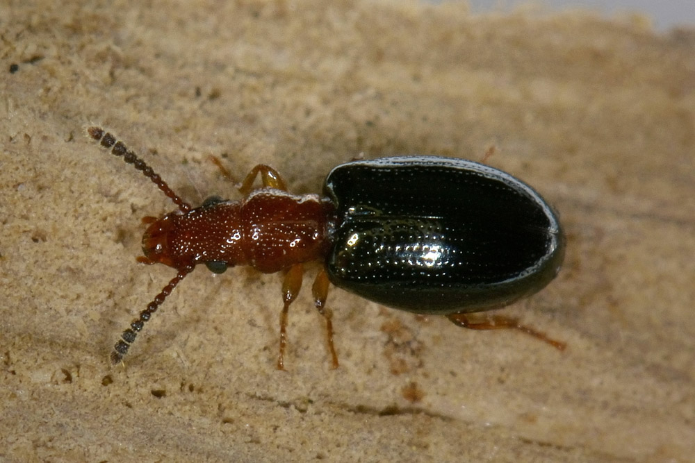 Salpingidae:   Vincenzellus ruficollis